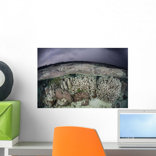 Fragile Coral Reef Grows Wall Decal Design 2