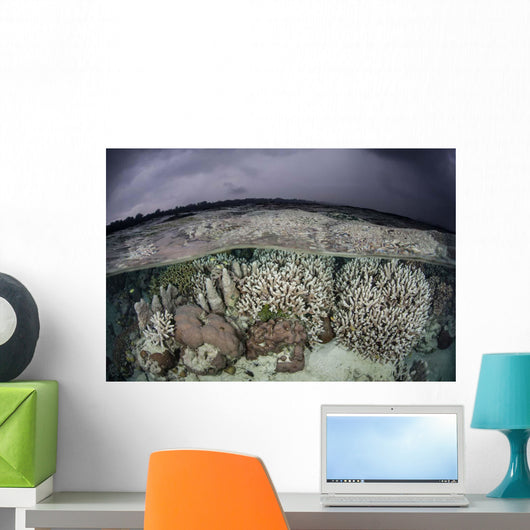 Fragile Coral Reef Grows Wall Decal Design 2