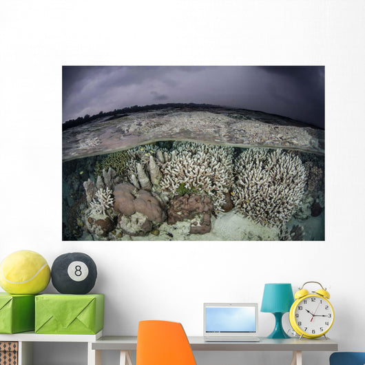 Fragile Coral Reef Grows Wall Decal Design 2