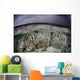 Fragile Coral Reef Grows Wall Decal Design 2