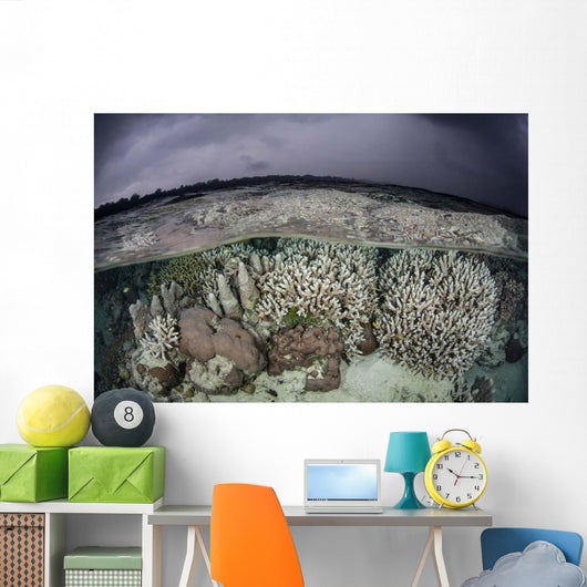 Fragile Coral Reef Grows Wall Decal Design 2