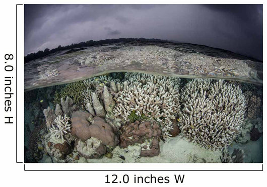 Fragile Coral Reef Grows Wall Decal Design 2