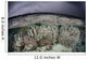 Fragile Coral Reef Grows Wall Decal Design 2