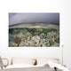Fragile Coral Reef Grows Wall Decal Design 1