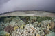 Fragile Coral Reef Grows Wall Decal Design 1