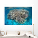 Diverse Coral Reef Grows Wall Decal Design 4