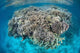 Diverse Coral Reef Grows Wall Decal Design 4