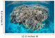 Diverse Coral Reef Grows Wall Decal Design 4