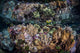 Colorful Reef-building Corals Grow Wall Decal Design 6