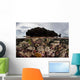 Colorful Reef-building Corals Grow Wall Decal Design 5