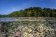 Diverse Coral Reef Grows Wall Decal Design 3
