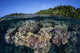 Colorful Coral Reef Grows Wall Decal Design 5