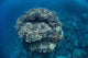Large Coral Bommie Grows Wall Decal Design 1