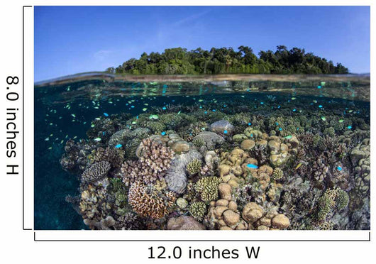 Diverse Coral Reef Grows Wall Decal Design 1