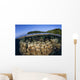 Coral Reef Grows Shallow Wall Decal Design 1