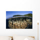 Coral Reef Grows Shallow Wall Decal Design 1