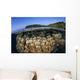 Coral Reef Grows Shallow Wall Decal Design 1