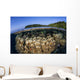 Coral Reef Grows Shallow Wall Decal Design 1
