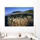Coral Reef Grows Shallow Wall Decal Design 1