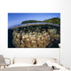 Coral Reef Grows Shallow Wall Decal Design 1