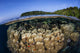 Coral Reef Grows Shallow Wall Decal Design 1
