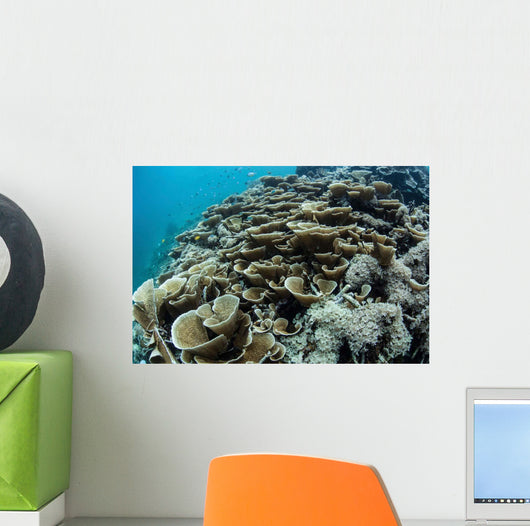 Foliose Corals Grow Reef Wall Decal Design 2