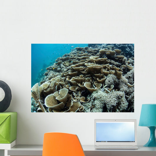 Foliose Corals Grow Reef Wall Decal Design 2