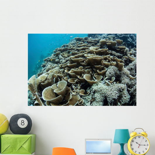 Foliose Corals Grow Reef Wall Decal Design 2