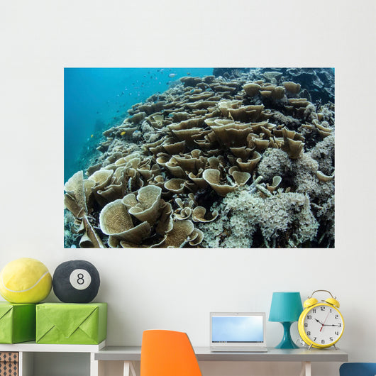 Foliose Corals Grow Reef Wall Decal Design 2