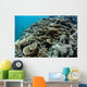 Foliose Corals Grow Reef Wall Decal Design 2