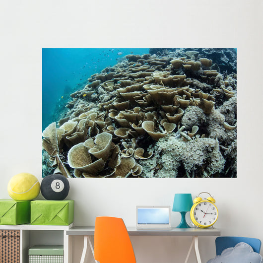Foliose Corals Grow Reef Wall Decal Design 2