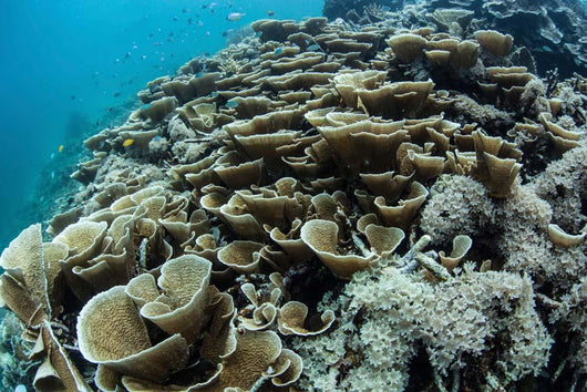 Foliose Corals Grow Reef Wall Decal Design 2