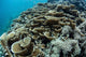 Foliose Corals Grow Reef Wall Decal Design 2
