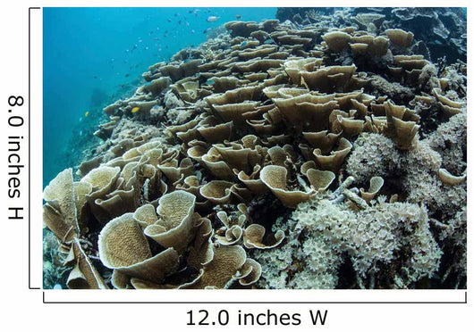 Foliose Corals Grow Reef Wall Decal Design 2