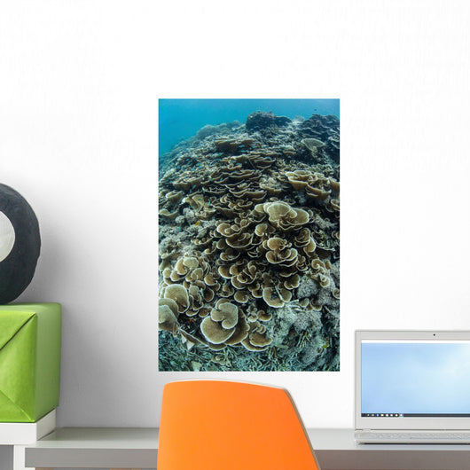 Foliose Corals Grow Reef Wall Decal Design 1