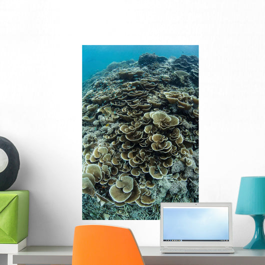Foliose Corals Grow Reef Wall Decal Design 1