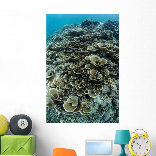 Foliose Corals Grow Reef Wall Decal Design 1