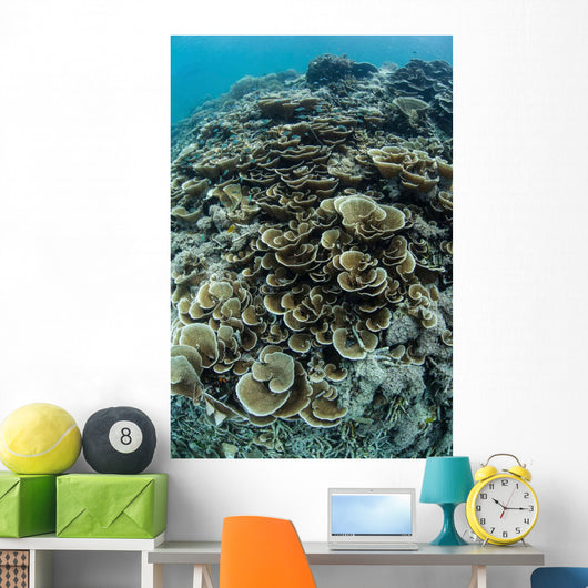 Foliose Corals Grow Reef Wall Decal Design 1