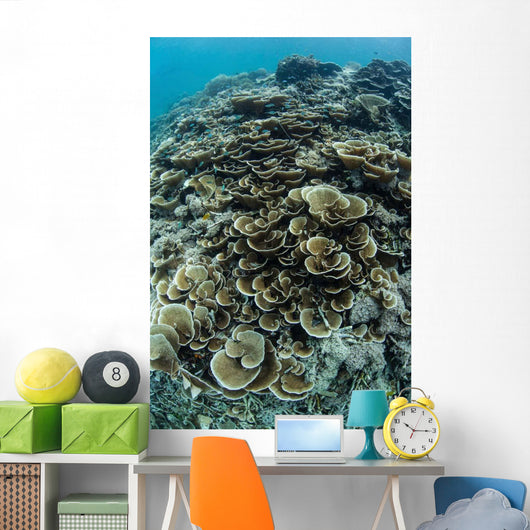 Foliose Corals Grow Reef Wall Decal Design 1