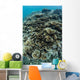 Foliose Corals Grow Reef Wall Decal Design 1