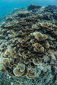 Foliose Corals Grow Reef Wall Decal Design 1