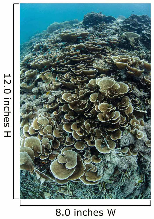 Foliose Corals Grow Reef Wall Decal Design 1