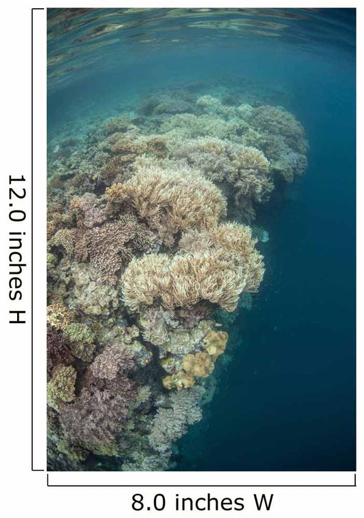 Diverse Coral Reef Drops Wall Decal