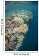 Diverse Coral Reef Drops Wall Decal
