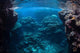 Reef-building Corals Thrive Reef Wall Decal Design 2
