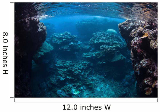 Reef-building Corals Thrive Reef Wall Decal Design 2