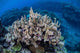 Colorful Reef-building Corals Grow Wall Decal Design 3