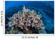 Colorful Reef-building Corals Grow Wall Decal Design 3