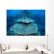 Reef-building Corals Grow Reef Wall Decal Design 2
