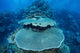 Reef-building Corals Grow Reef Wall Decal Design 2